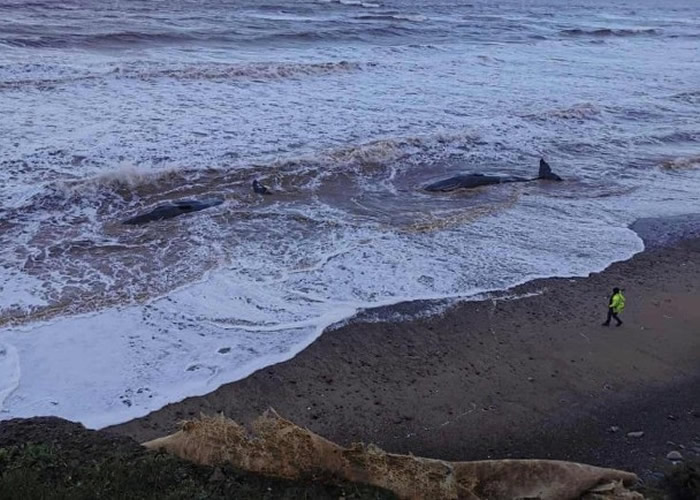 Ӣ��Լ�˿�10��Ĩ�㾨��ǳɥ�� 1913��������ģ