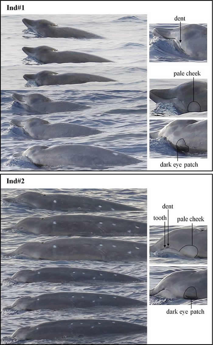 中科院深海所李松海团队首次在南海目击三头神秘喙鲸:银杏齿中喙鲸或德氏中喙鲸