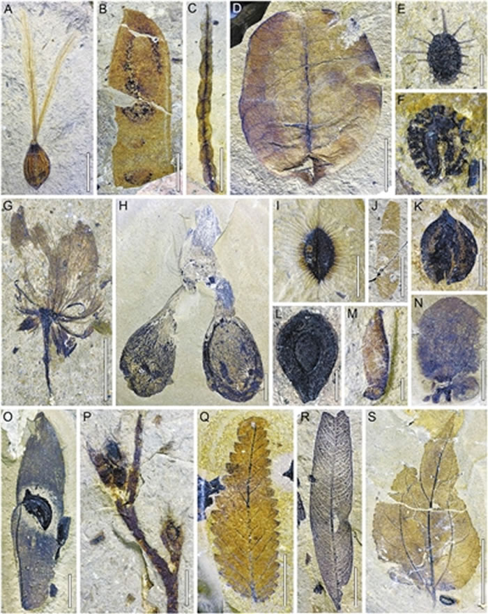 青藏高原中部班戈县中始新世种类丰富的化石植物类群。受访者供图