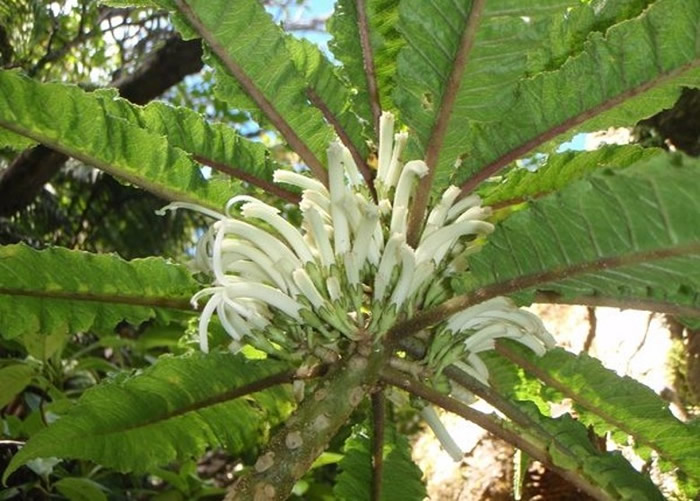 ëɽֲCyanea heluensis