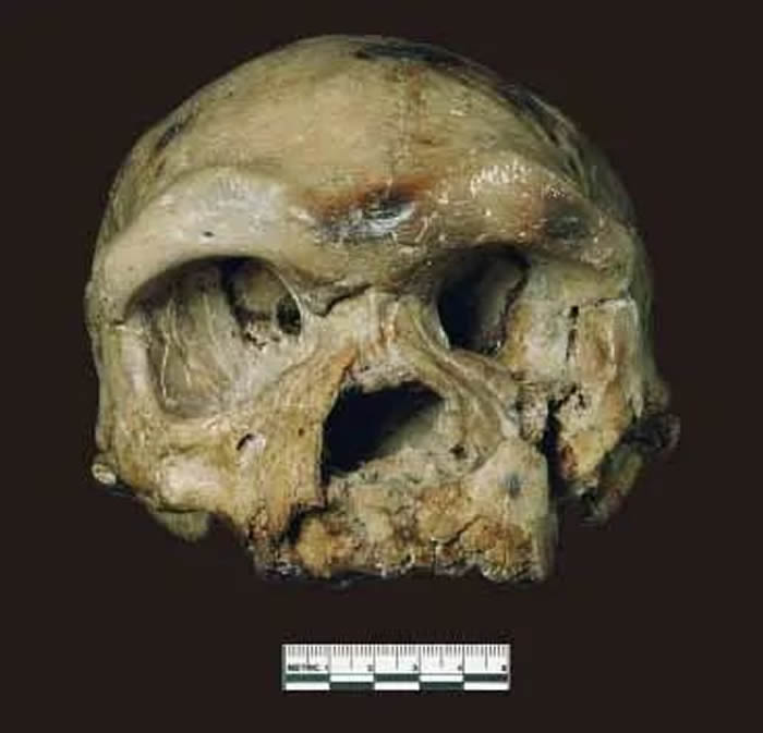 大荔人颅骨:人类演化过程中形态镶嵌的例证