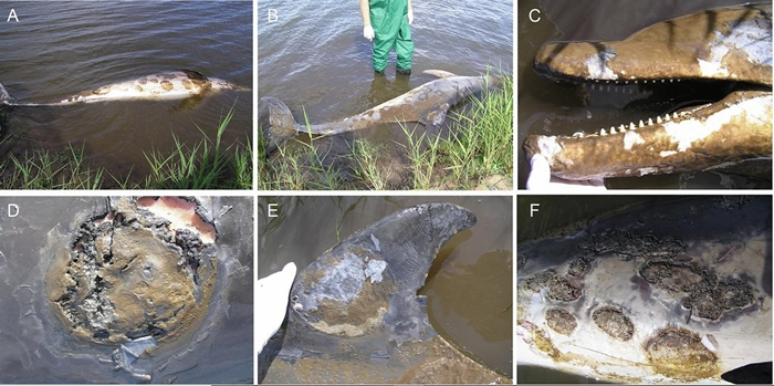 2007年一只成年雌性澳洲瓶鼻海豚被发现死于严重皮肤病。照片来源:《科学报告》期刊