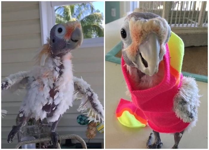 һֻϷͷľİԼëͺͷ 