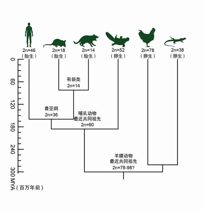 鶯Ⱦɫݻ̼ͼܕD 棩