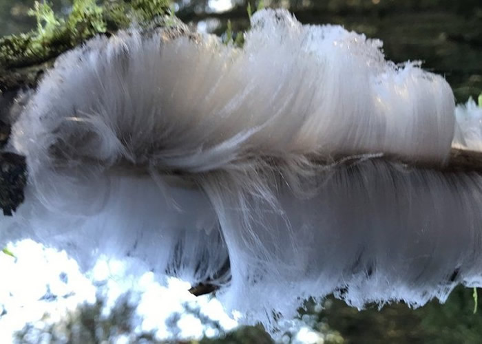 英国北爱尔兰冬日超罕见现象:树木长出犹如“白头发”的“发丝冰”hair ice