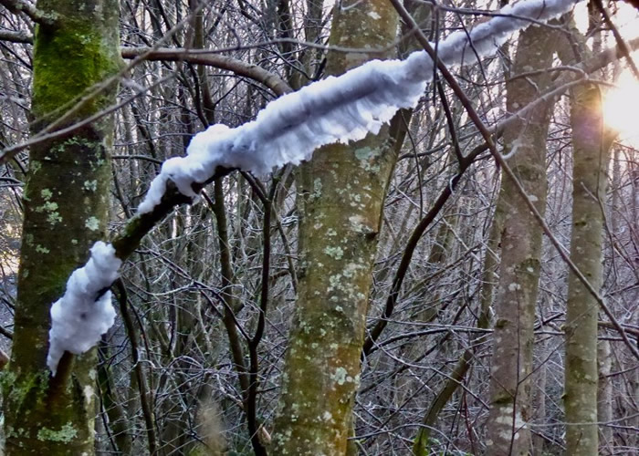英国北爱尔兰冬日超罕见现象:树木长出犹如“白头发”的“发丝冰”hair ice