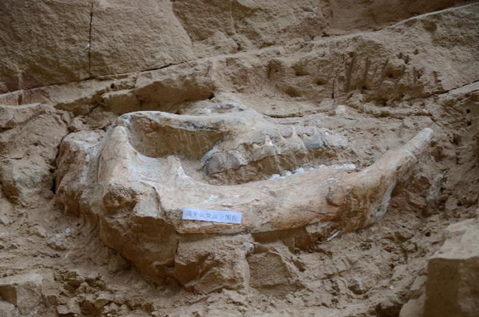 “古动物化石之乡”的生命回响和“中国恐龙之乡”的亿年足音