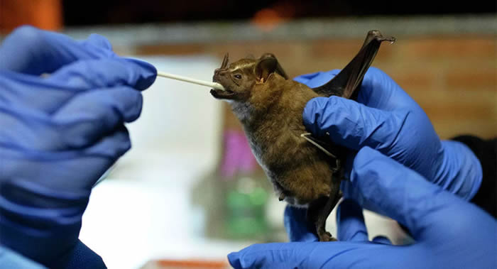 剑桥大学和Pirbright研究所专家确定新冠病毒发生的使其对人类产生致病性的关键变化