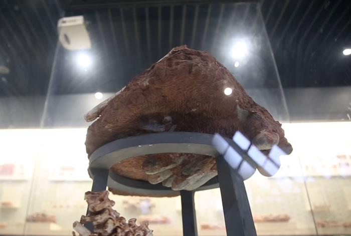 江西赣州出土7000万年前正在孵蛋的窃蛋龙化石