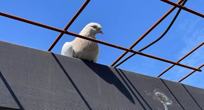 美国一只鸽子穿越太平洋近13000公里来到澳大利亚 但可能被捕杀