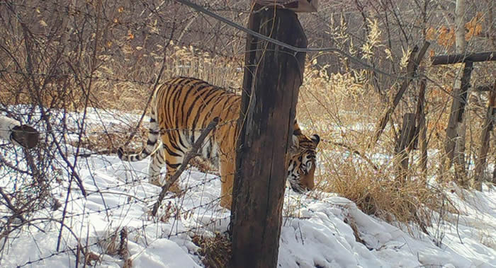 ����˹�����޷�˹�˱߽�����Ȼ��Դ��ר�����ж��߽����һֻ���������Ĵ��԰��¶���