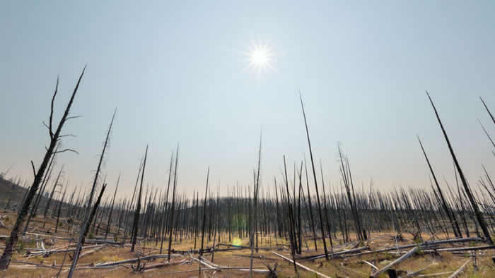 17名世界顶尖科学家警告地球正迈向6次生物大灭绝