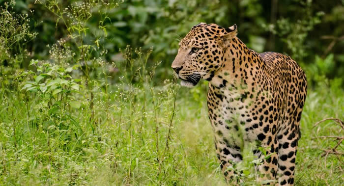 ӡϼܶݹв԰ŮͽֻһͷϮԱ