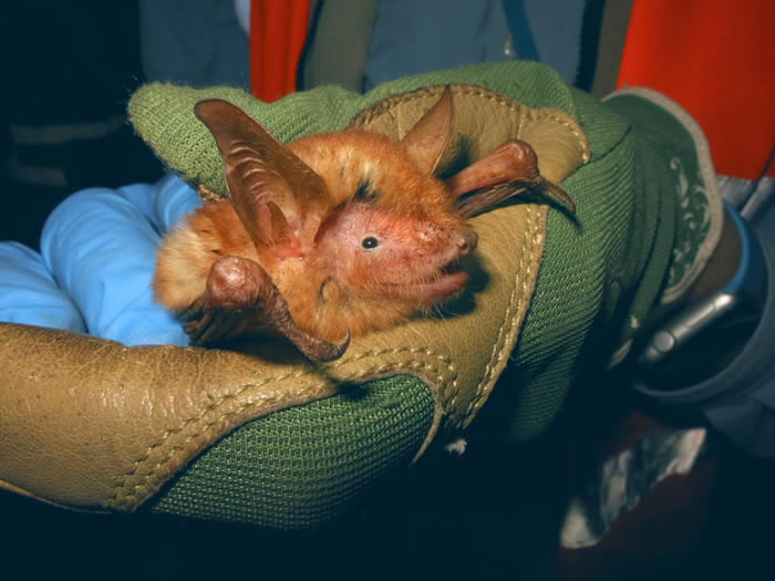 国际蝙蝠保护协会专家在非洲几内亚探险时发现橙色蝙蝠新物种Myotis nimbaensis