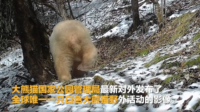 ����è���ҹ�԰�����ַ���ȫ��Ψһһֻ��ɫ����èҰ������ƵӰ��