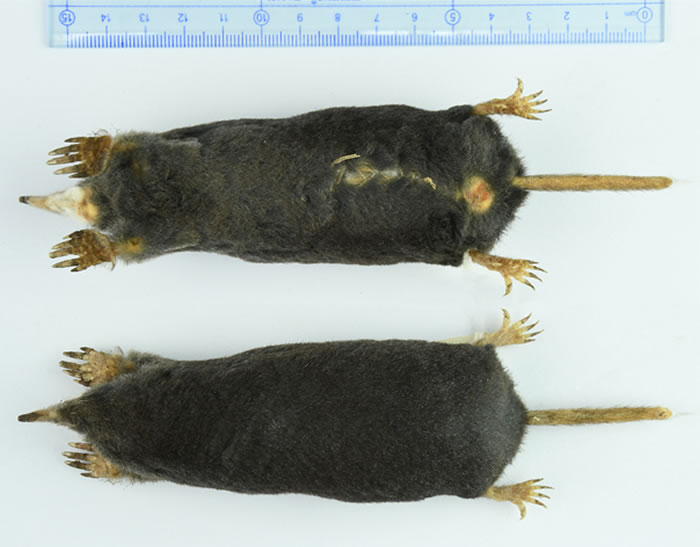 ī������Alpiscaptulus medogensis gen. et sp. nov��ģʽ�걾��KIZ: 037966��