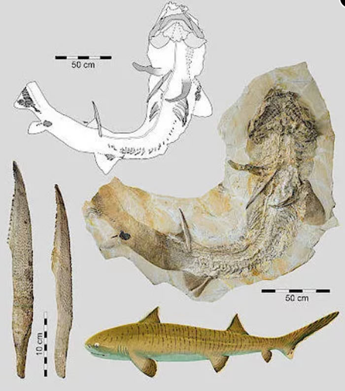 ٪޼ʱеľˡAsteracanthus