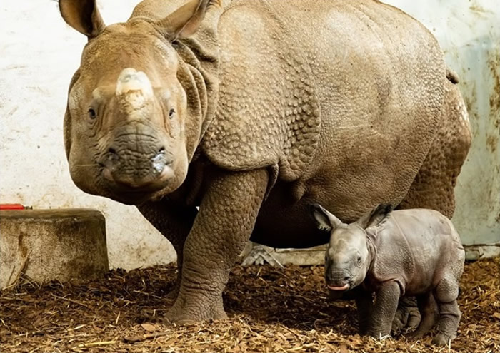 波兰弗罗茨瓦夫动物园濒危物种印度犀成功诞雌性宝宝 为155年来首次