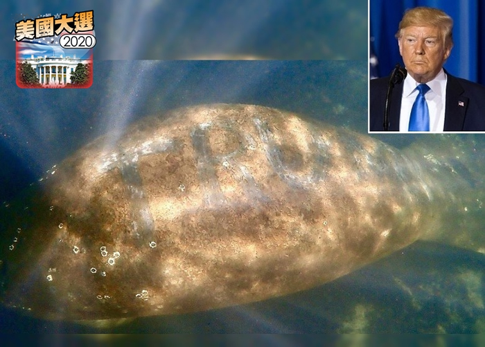 美国佛罗里达州霍莫萨萨河一只海牛被人刻上总统特朗普姓氏“TRUMP”字样
