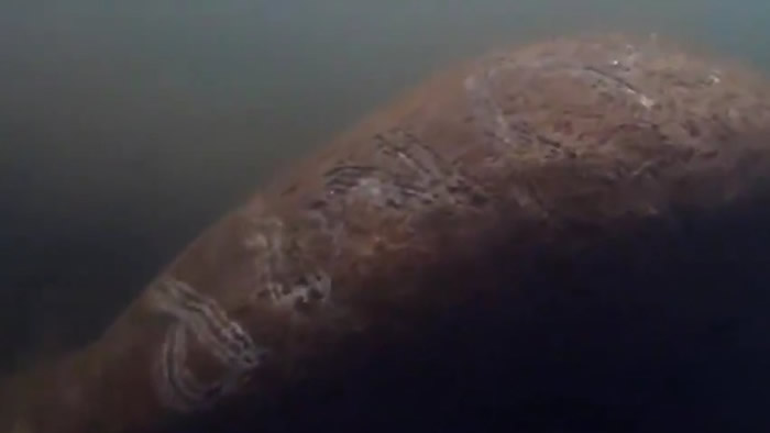 美国佛罗里达州霍莫萨萨河一只海牛被人刻上总统特朗普姓氏“TRUMP”字样