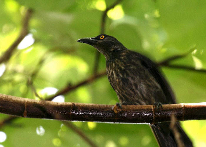 �����ص�ר�ҽ����߸˱������ ���ⷢ����������ӱ�����з�ʽ