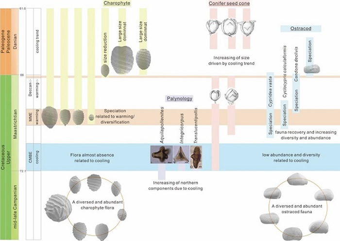 湖泊生物群(轮藻、介形类)响应全球气候变化(孢粉植物群变化引自Kohei, 2016;介形动物群变化引自Qu et al., 2014;Mesocyparis球