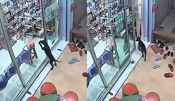 请帮帮我!泰国黑狗走失 跑去熟悉医院敲门求救幸运回家