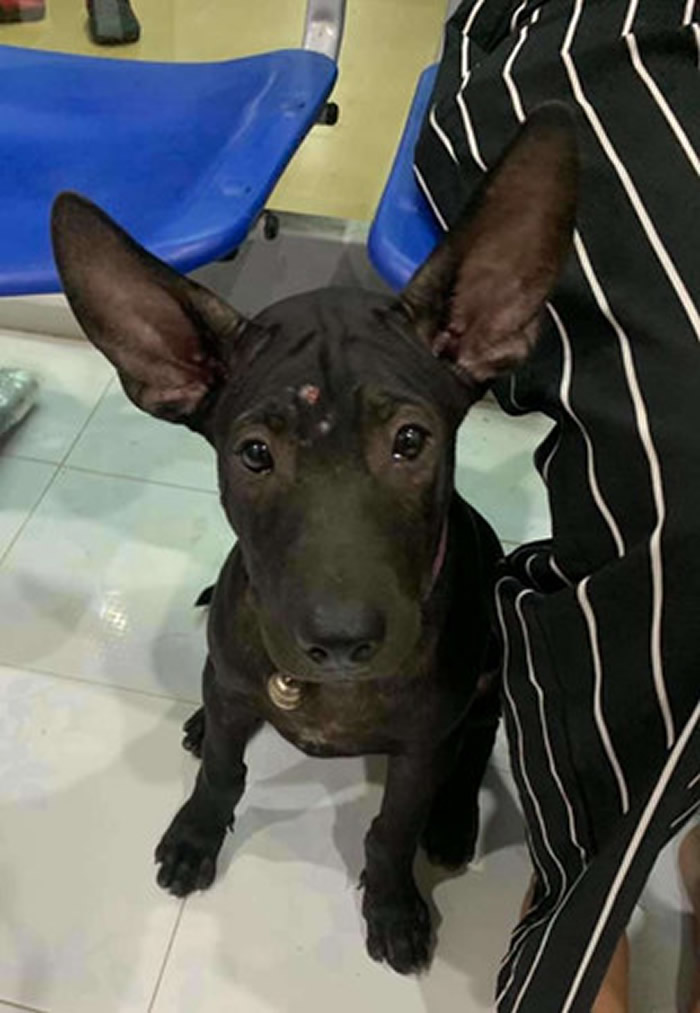 请帮帮我!泰国黑狗走失 跑去熟悉医院敲门求救幸运回家