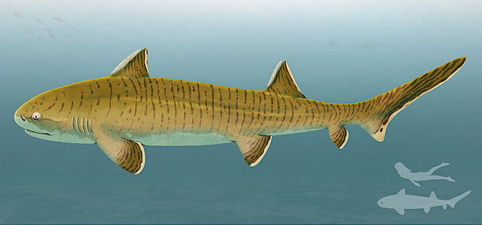 德国巴伐利亚州发现1.5亿年前侏罗纪时期鲨鱼中的“巨人”——星棘鲨化石