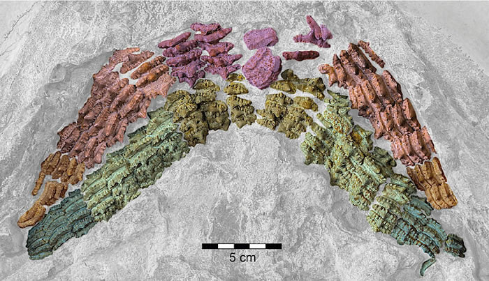 德国巴伐利亚州发现1.5亿年前侏罗纪时期鲨鱼中的“巨人”——星棘鲨化石
