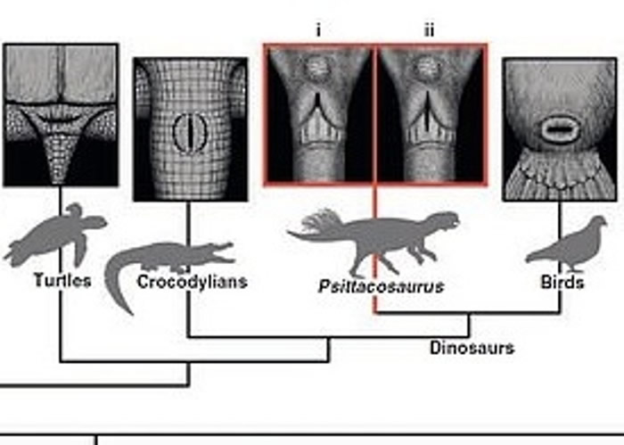 专家将鹦鹉嘴龙的泄殖腔,与鸟类和鳄鱼等现存动物比较。