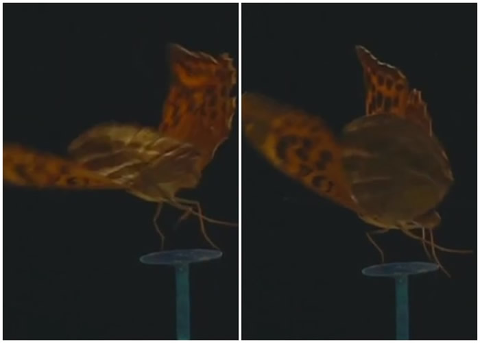 蝴蝶拍动翅膀会形成“袋子”形态 以产生更多推进力加速飞行躲避捕食者