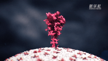 视频形象展现了刺突蛋白与新冠病毒膜切线垂线的夹角,以及刺突蛋白在病毒膜表面摆动的角度范围。