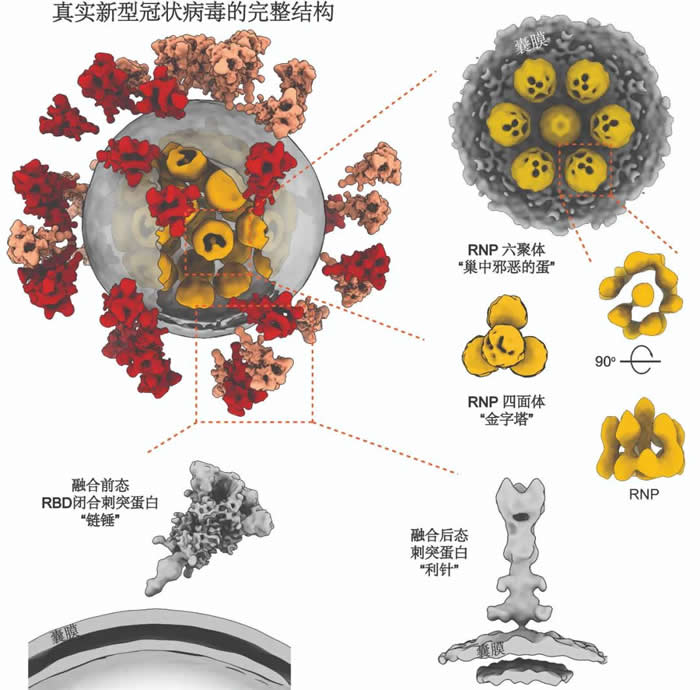 灭活新冠病毒全病毒三维精细结构(李赛实验室供图)