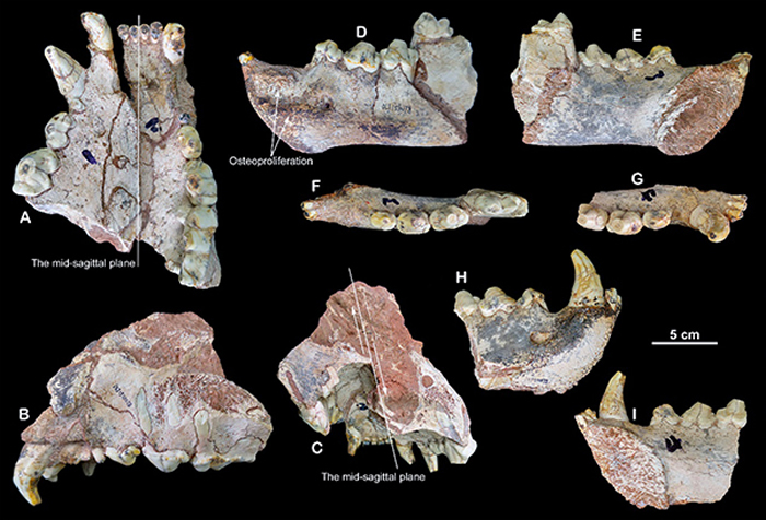 产自大连骆驼山金远洞的短吻硕鬣狗标本V26310 (刘金毅 供图)