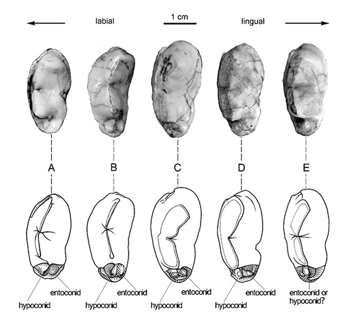 三种短吻硕鬣狗亚种的下裂齿跟座形态比较 (刘金毅 供图)