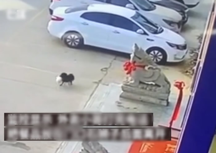 山东省德州市小狗熟练偷外卖爆红 网民:肯定是惯犯