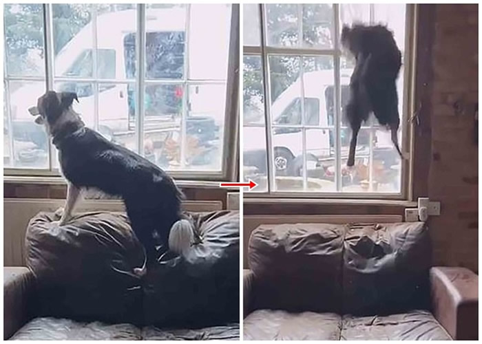 英国埃塞克斯郡一只边境牧羊犬为吸引主人注意 在沙发不断疯狂弹跳