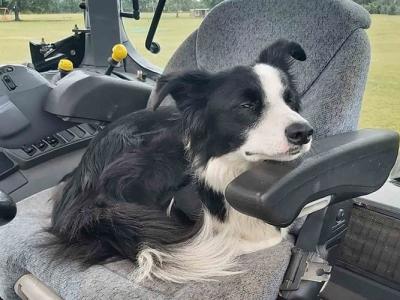 Ӣ˹һֻ߾ȮΪע ɳϷ