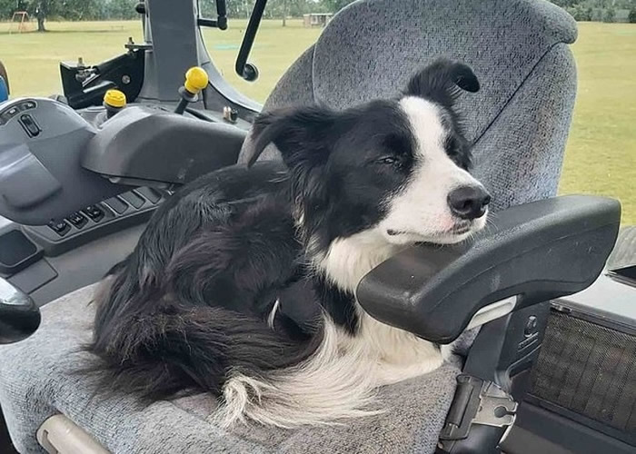 英国埃塞克斯郡一只边境牧羊犬为吸引主人注意 在沙发不断疯狂弹跳