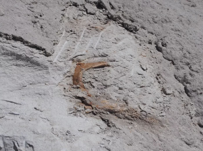 科学家近百年来首次发现副栉龙Parasaurolophus cyrtocristatus保存完好的头骨化石