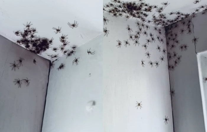 异形入侵:澳洲悉尼女子发现女儿房间出现上百只黑色蜘蛛