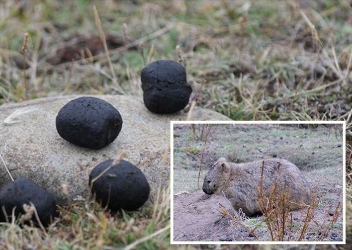 《软物质》:塔斯曼尼亚棕鼻袋熊方形粪便与肠道收缩有关