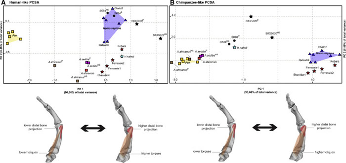 ��ʯ���⽨ģ�о���������������Ĵָ��Դ��200����ǰ