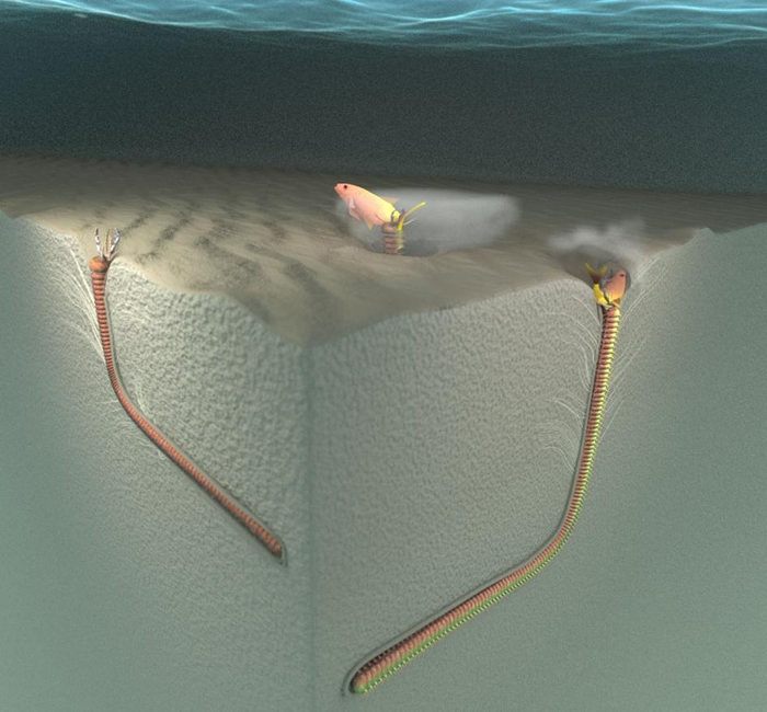 �������ģ����ʾ�����س����ʳ��Ϊ���Լ��������ۻ�ʯ������Ϊ Pennichus formosae�����ܵ��γɷ�ʽ�������س�������ǵ�L�Ŀ�Ѩ�еȴ���������ǿ׳