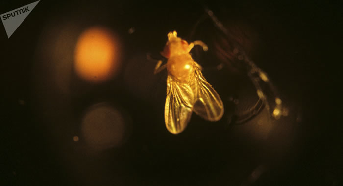 ѧ桷־RPS-12ڿ Ӭ۾Ʒ