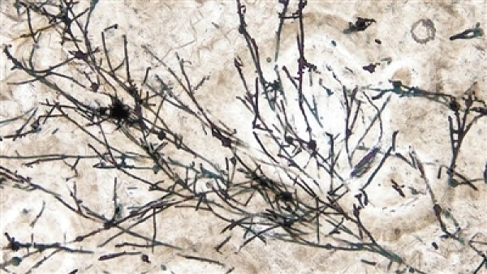 ���״΢��ʯ����΢ͼ��ͼƬ��Դ������Ȥζ��ѧ��վ