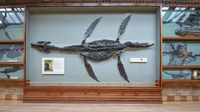 少女艾维·斯怀尔发起“雕像运动”:被忽视的化石猎人玛丽·安宁本该拥有名字