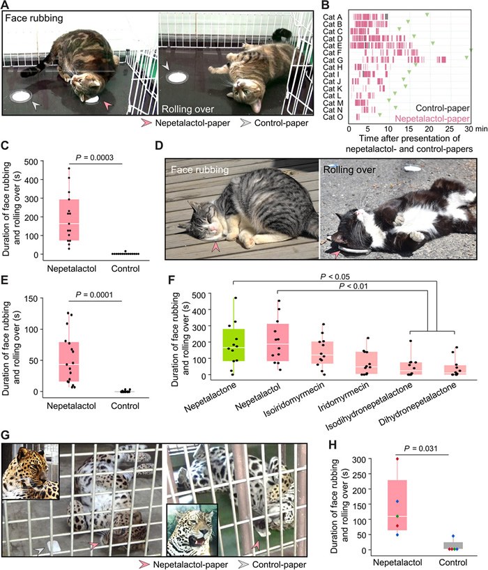 《科学先端》:猫咪喜欢木天蓼是“吸毒”?日本研究发现可能是为防蚊