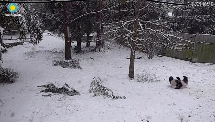 ����ʷ��ɭ����Ҷ���԰����è���������ѩ���С������ɡ� ���������22��������Ľ